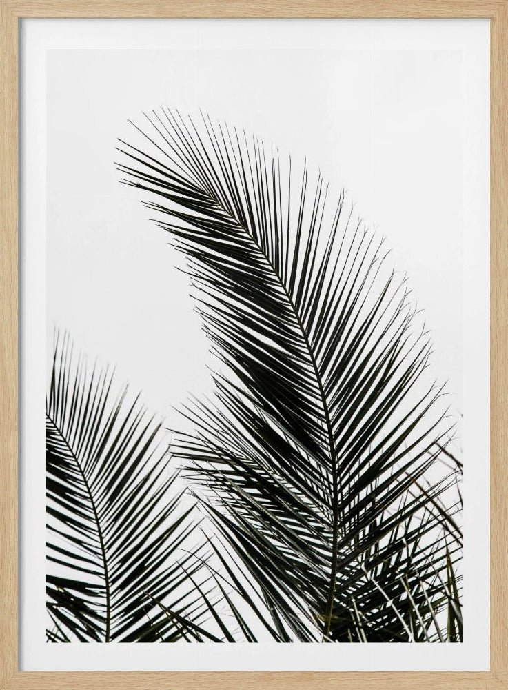 Palm Leaves 1 | Poster
