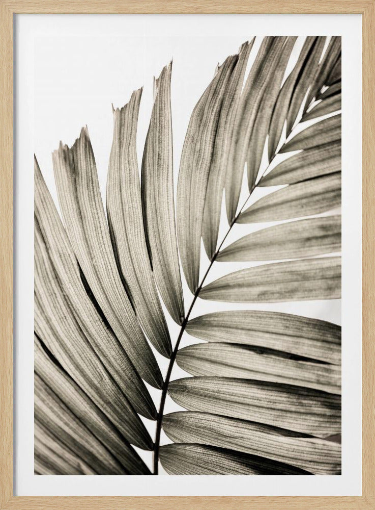 Palm Leaves 22 | Poster