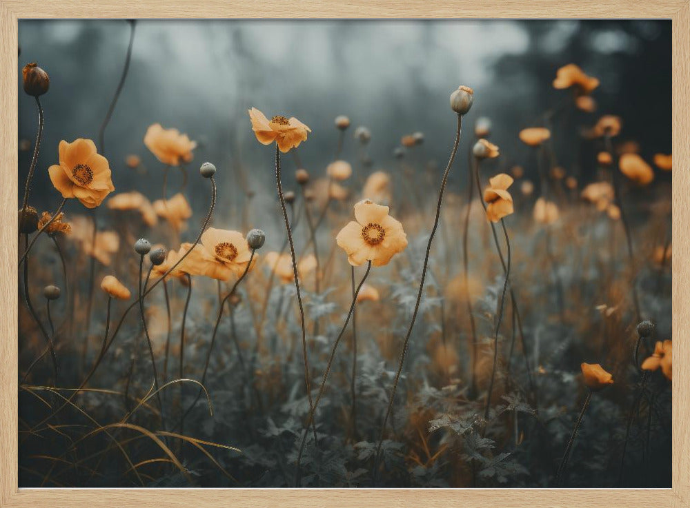 Golden Poppy Dream | Poster