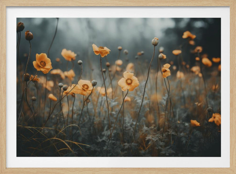 Golden Poppy Dream | Poster