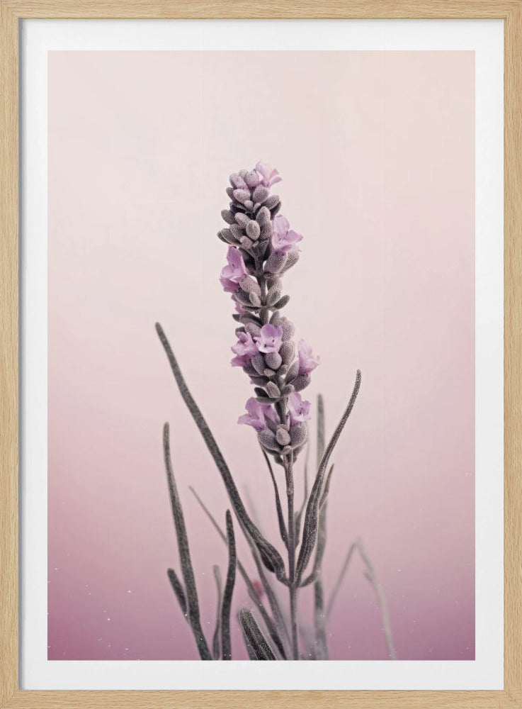 Lavender Dreams | Poster