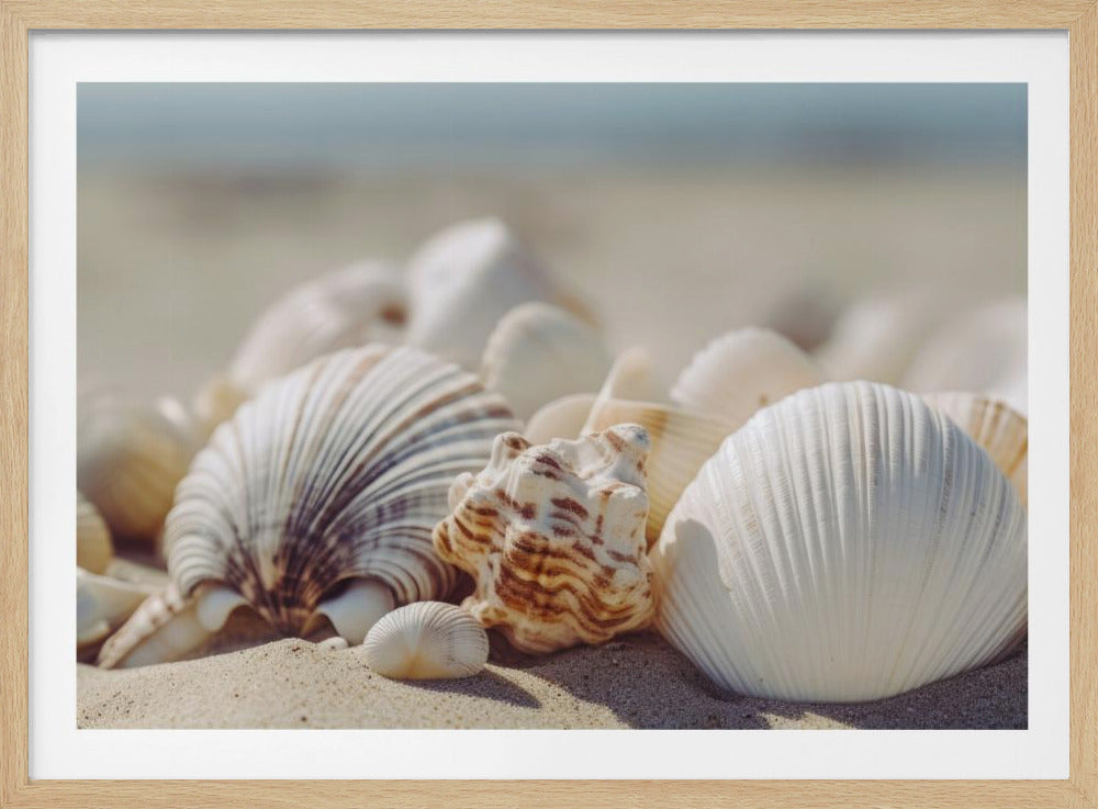 Seaside Shells | Poster