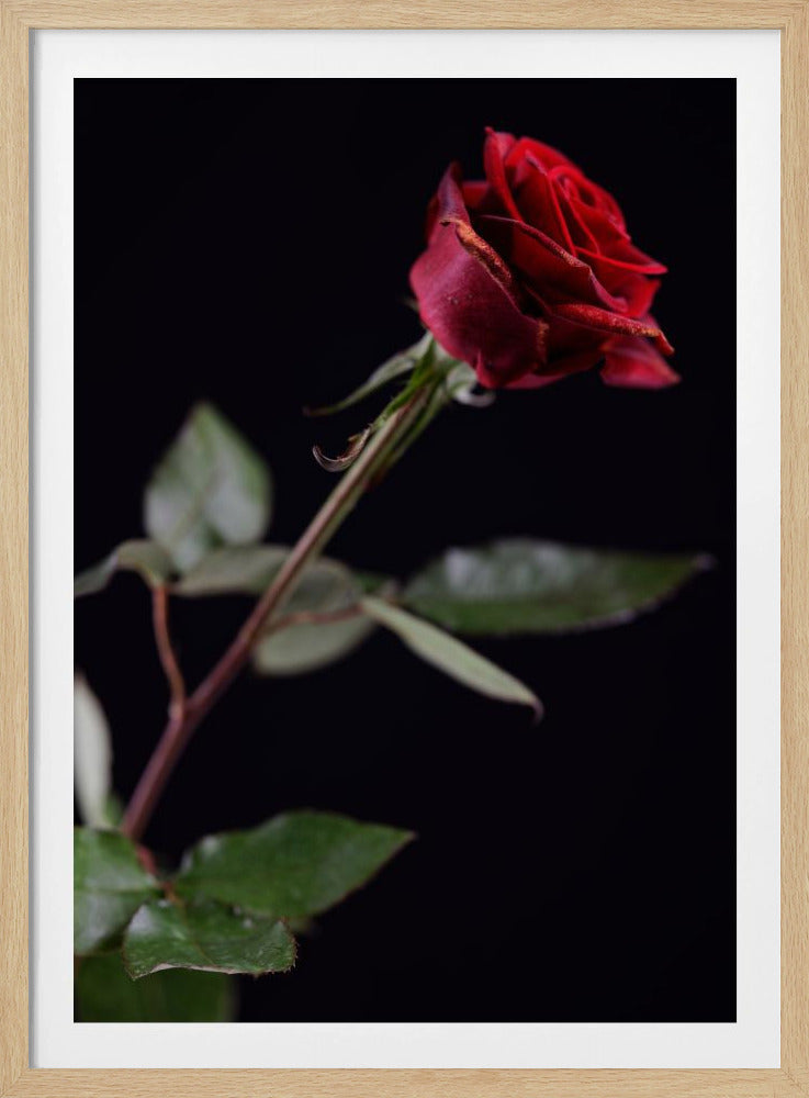 red rose | Poster
