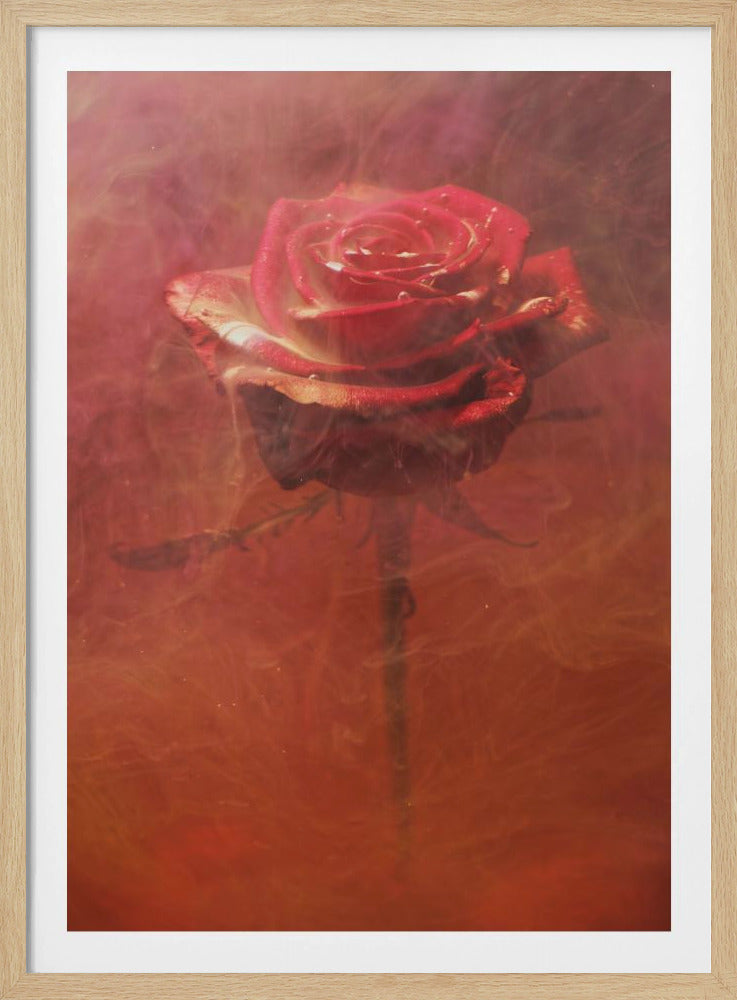 red rose and ink in water | Poster
