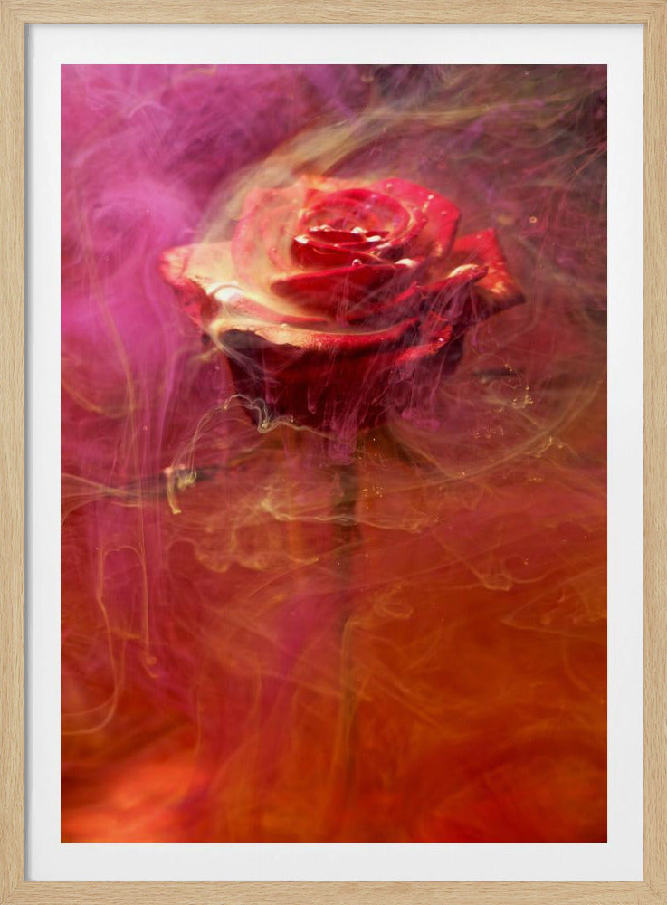 red rose and ink in water | Poster