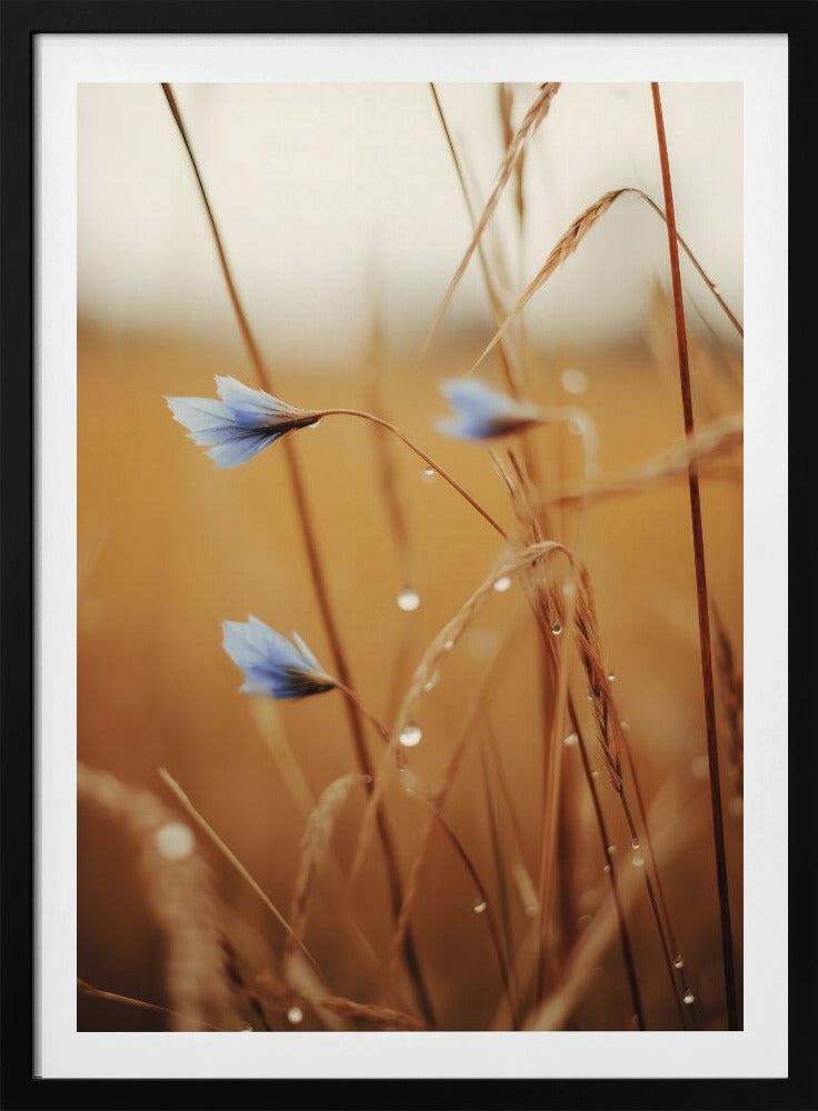 Blue Blooms at Dawn | Poster