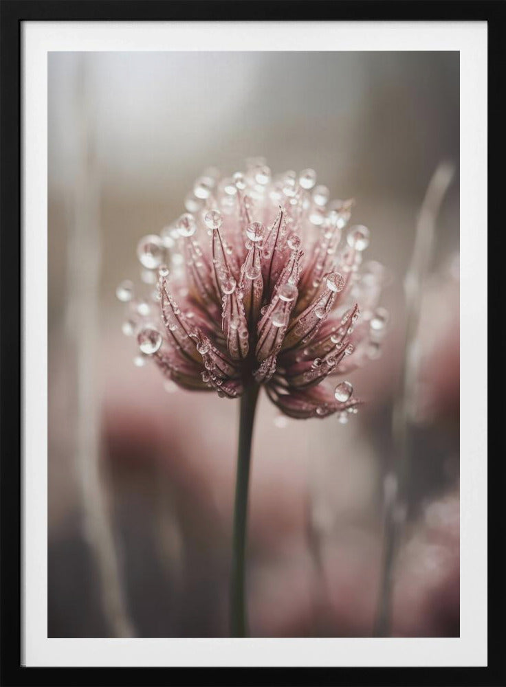 Dew-Kissed Blossom | Poster