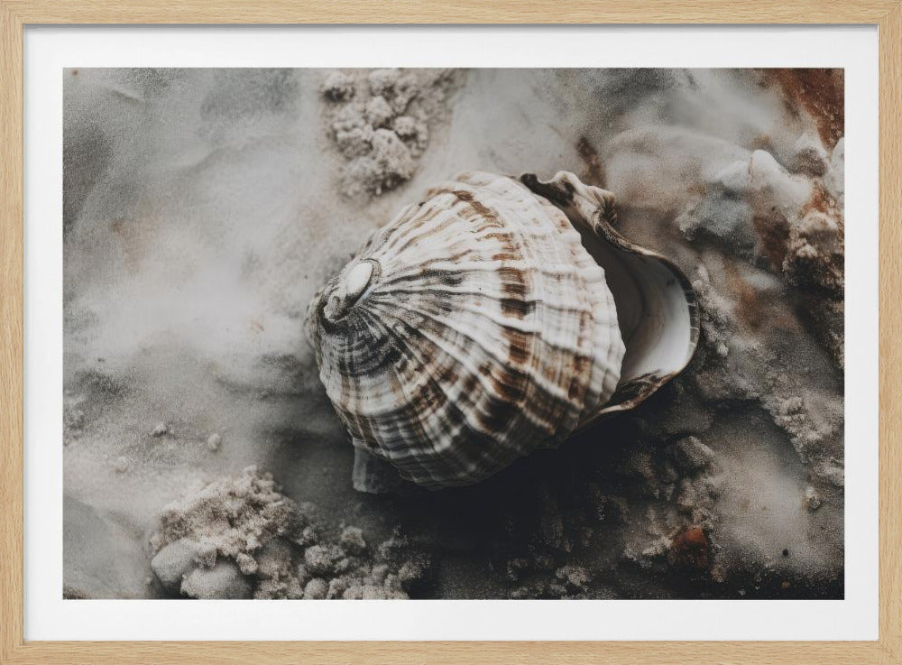 Seashell Serenity | Poster
