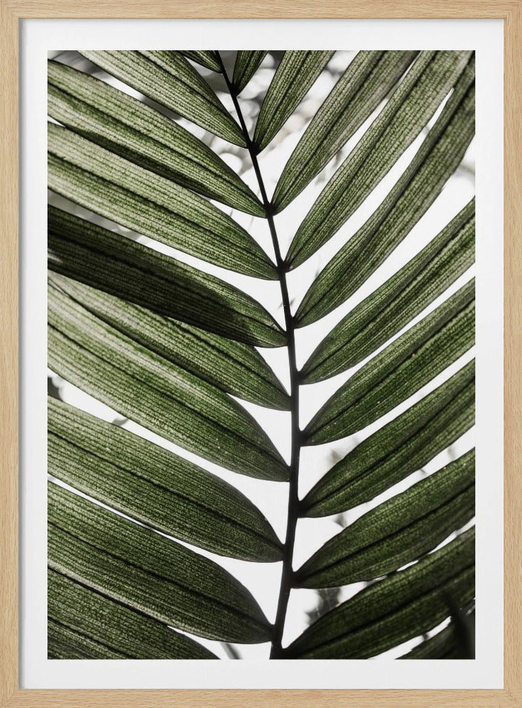 Palm Leaves 24 | Poster