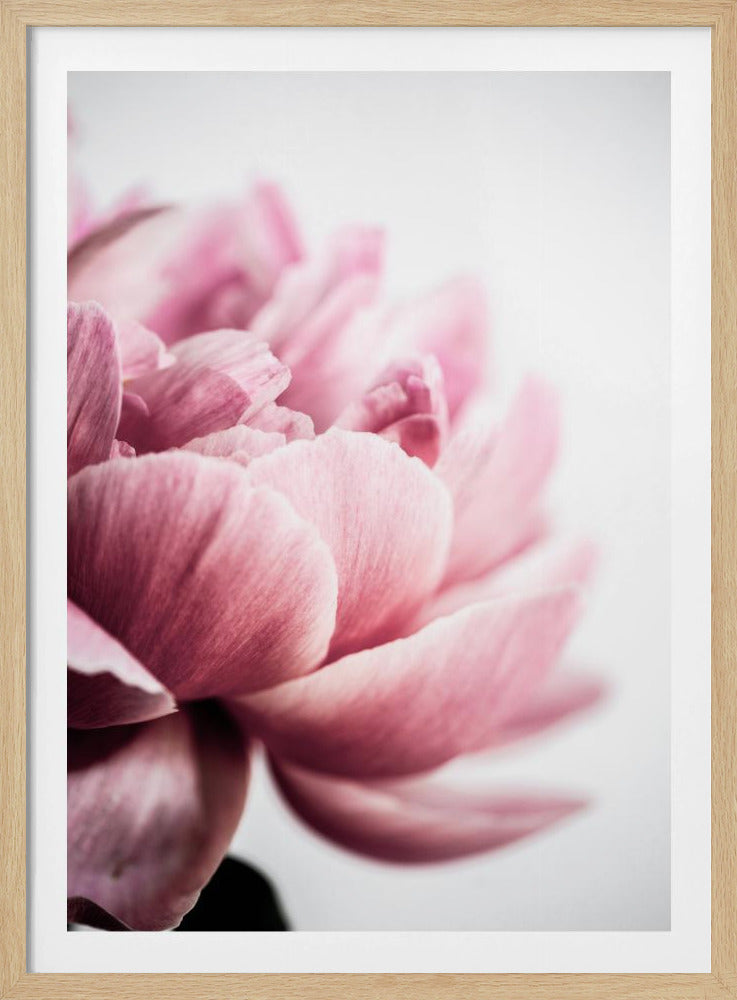 Peony 1 | Poster