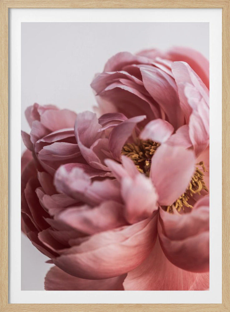 Peony | Poster
