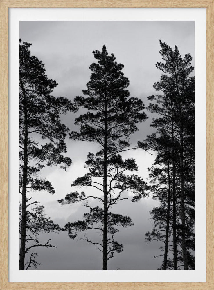 Swedish Trees | Poster