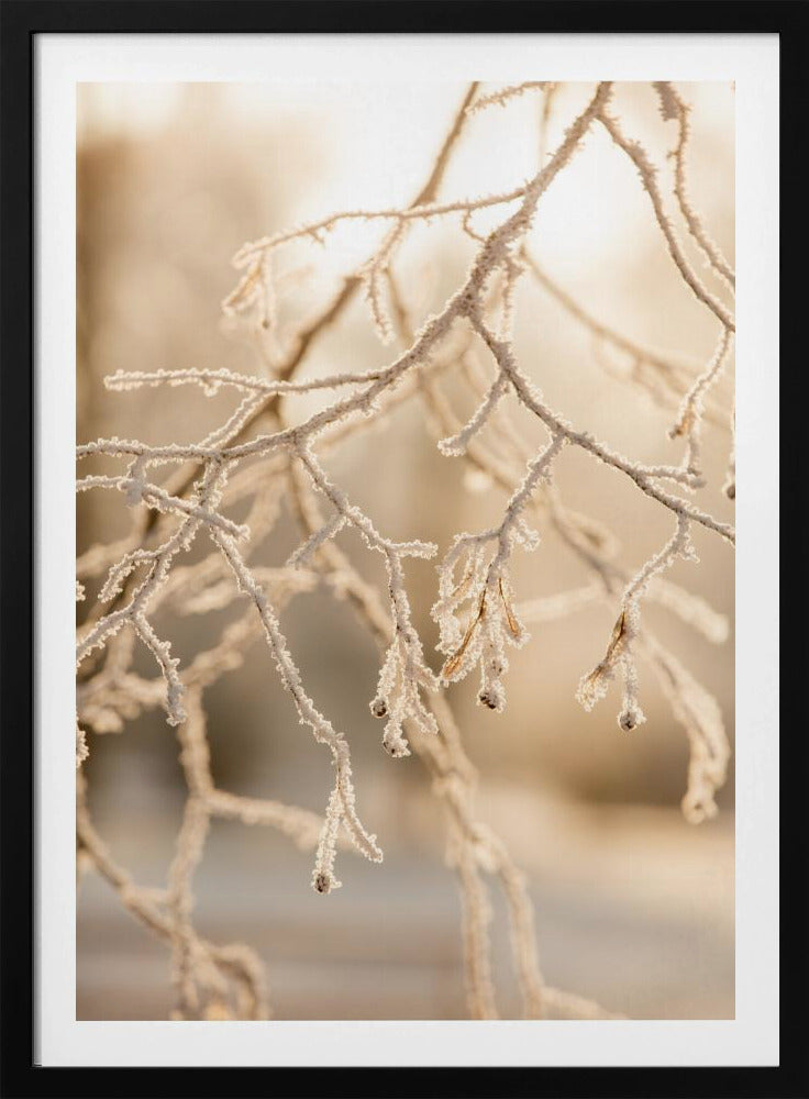 Frosty Morning 6 | Poster