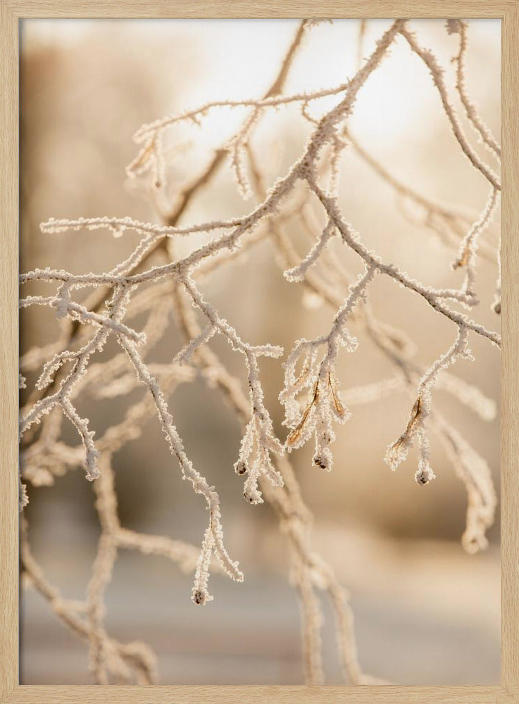 Frosty Morning 6 | Poster