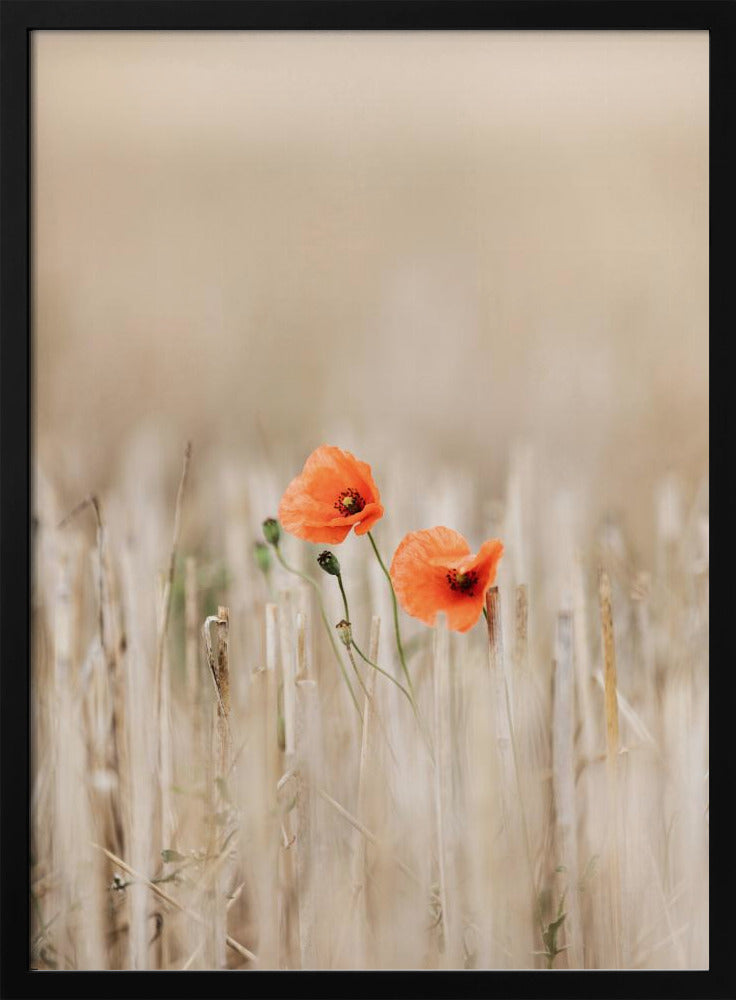 Summer Poppies | Poster