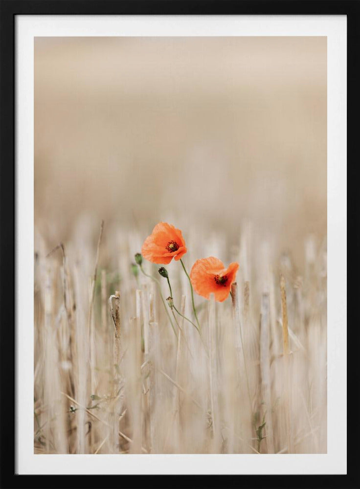 Summer Poppies | Poster