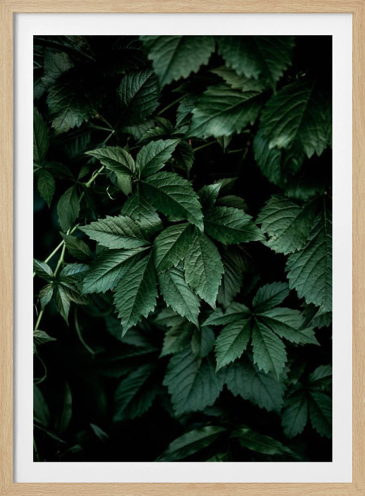 Dark Leaves 13 | Poster