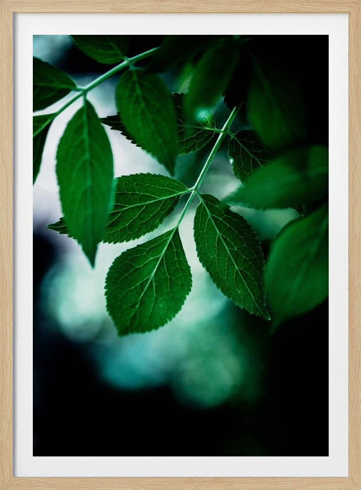 Dark Leaves 14 | Poster