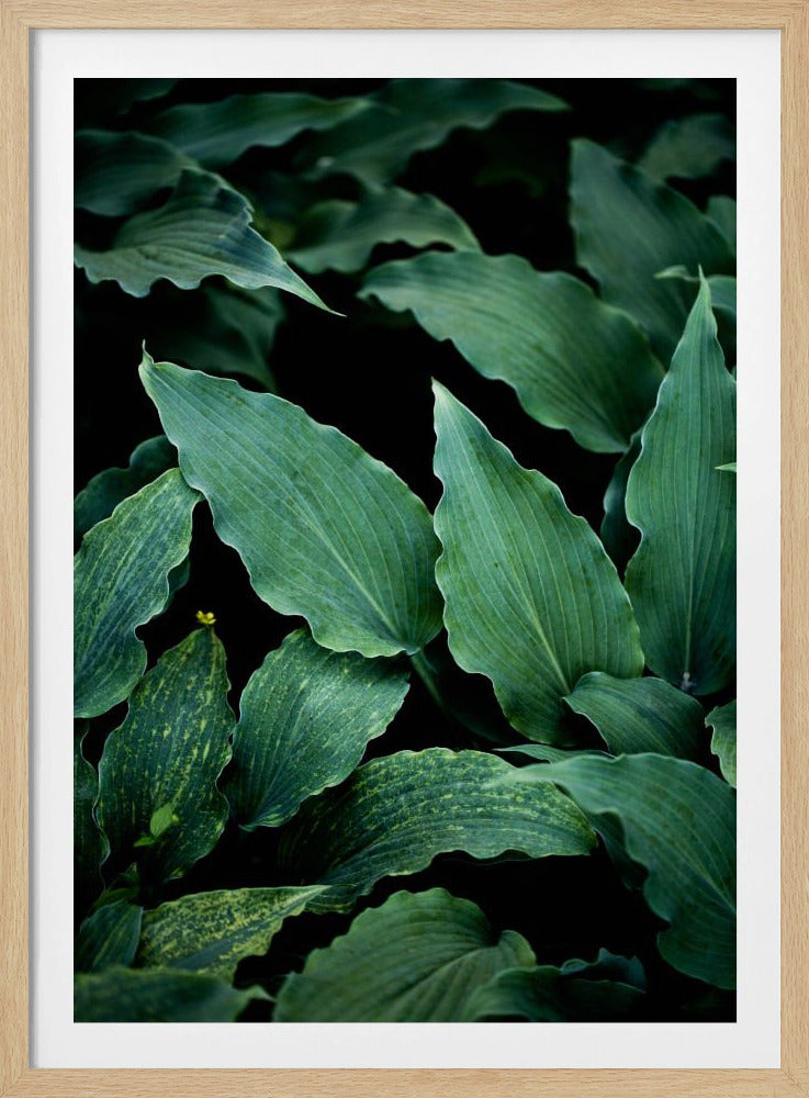 Dark Leaves 15 | Poster