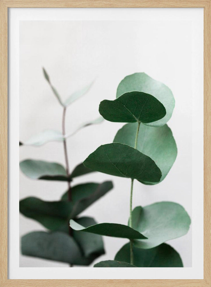 Eucalyptus 5 A1 | Poster