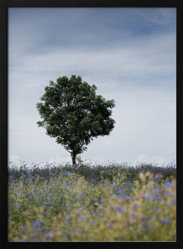 Summer Meadow | Poster