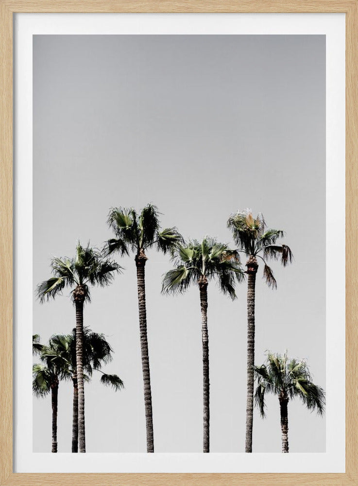 Palm Trees 5 | Poster