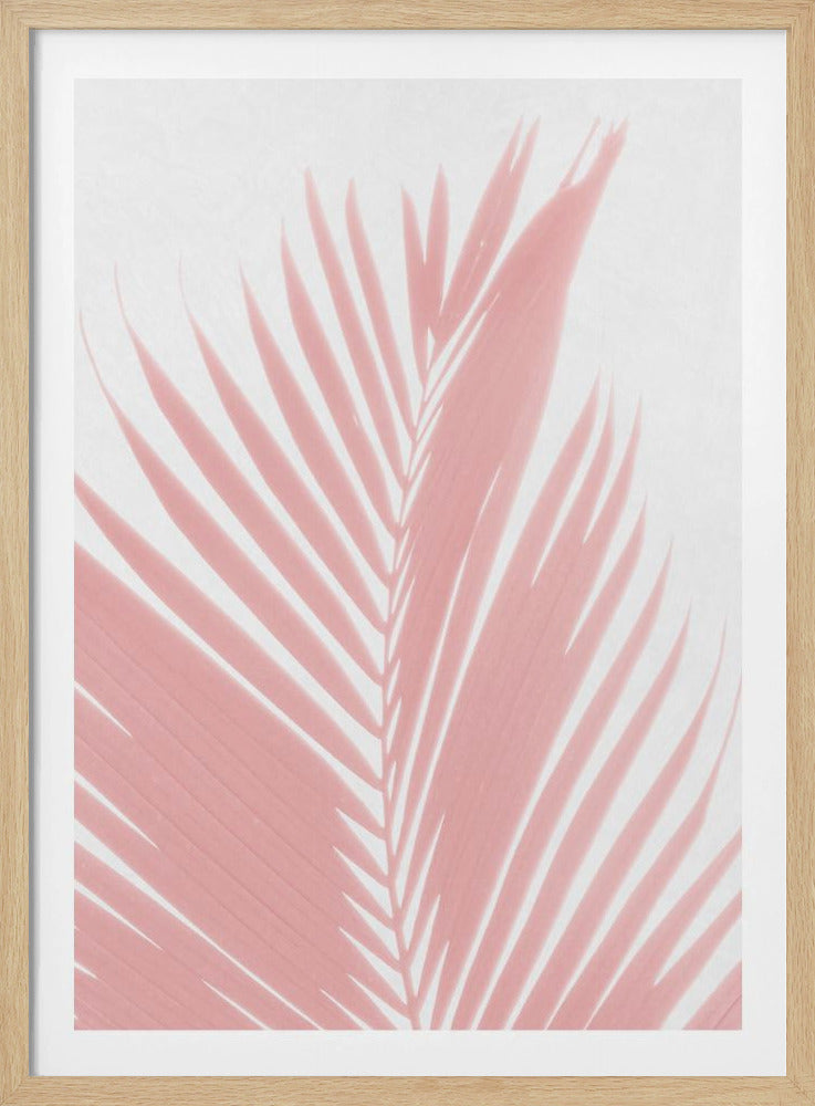 Pink Palm Leaves Silhouette | Poster