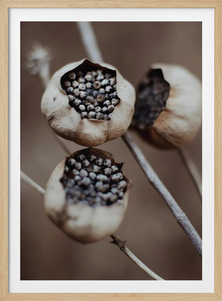 Nature's Capsules | Poster