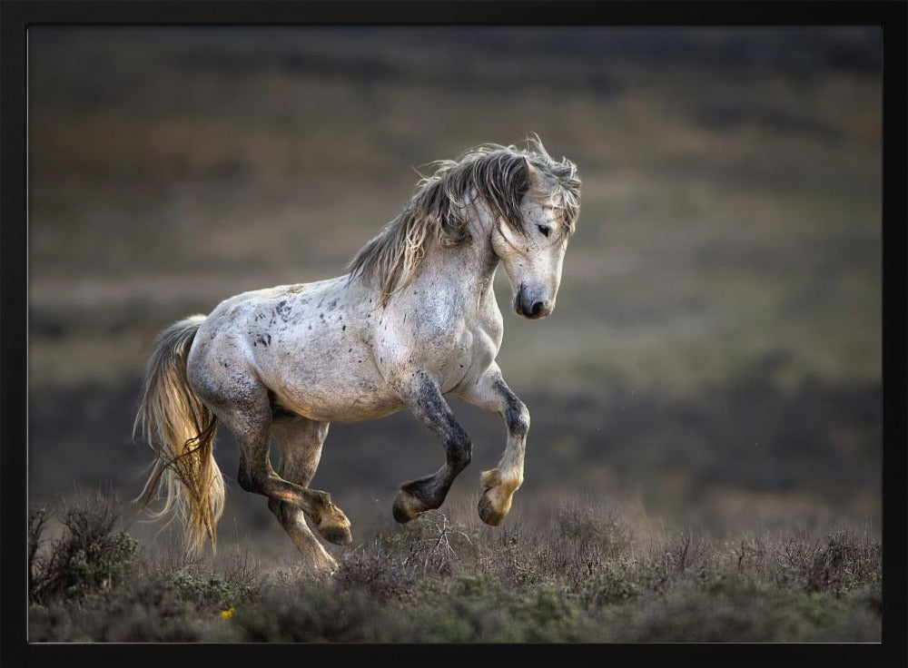 Mustang, Wild Horse / Equus ferus caballus | Poster