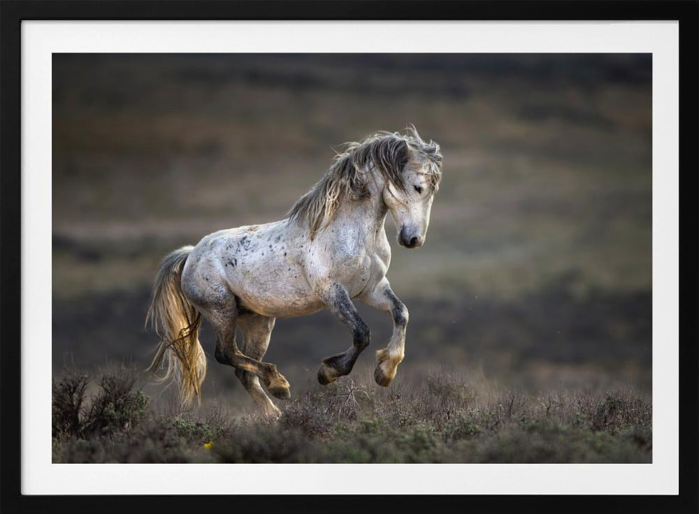 Mustang, Wild Horse / Equus ferus caballus | Poster