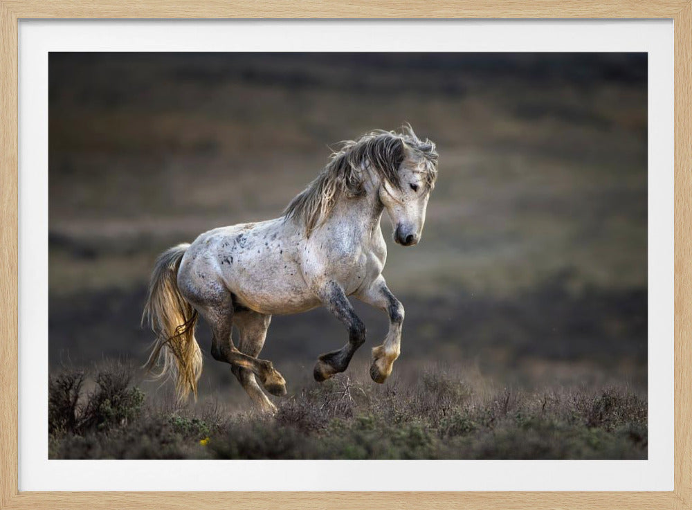 Mustang, Wild Horse / Equus ferus caballus | Poster