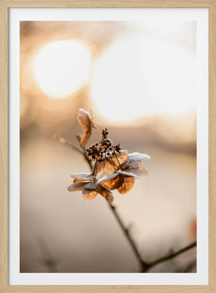 Hydrangea 4 | Poster