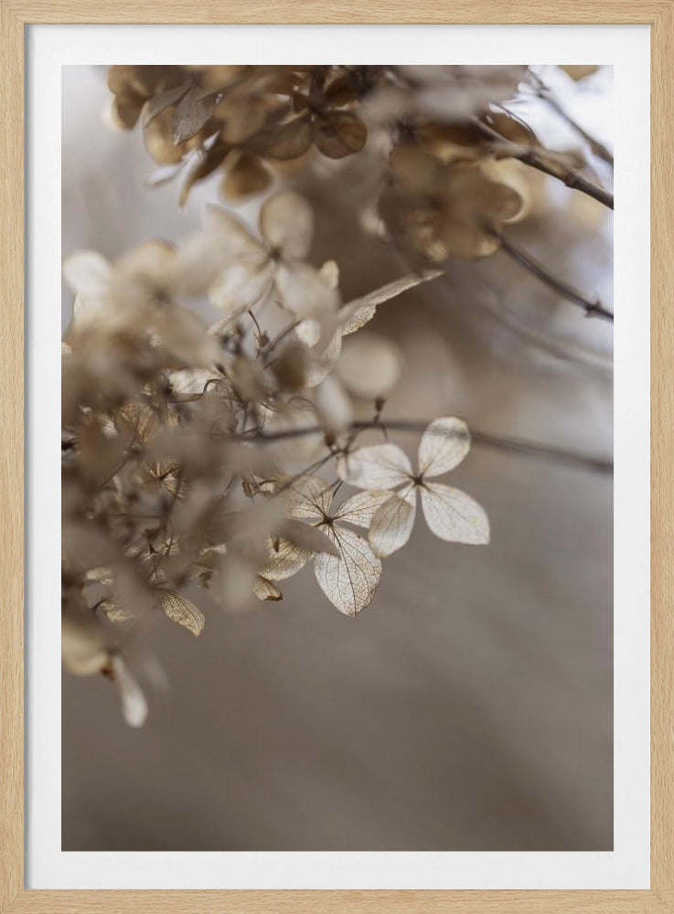 Hydrangea 1 | Poster