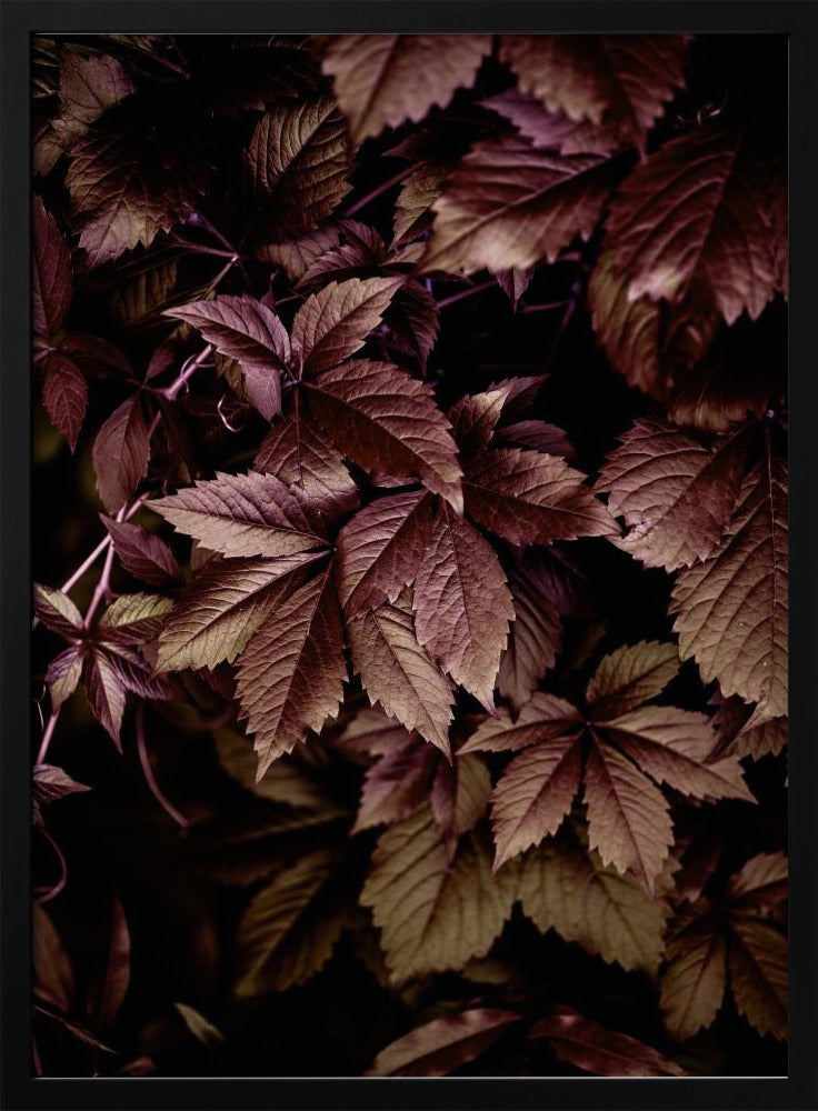 Autumn Leaves 13 | Poster