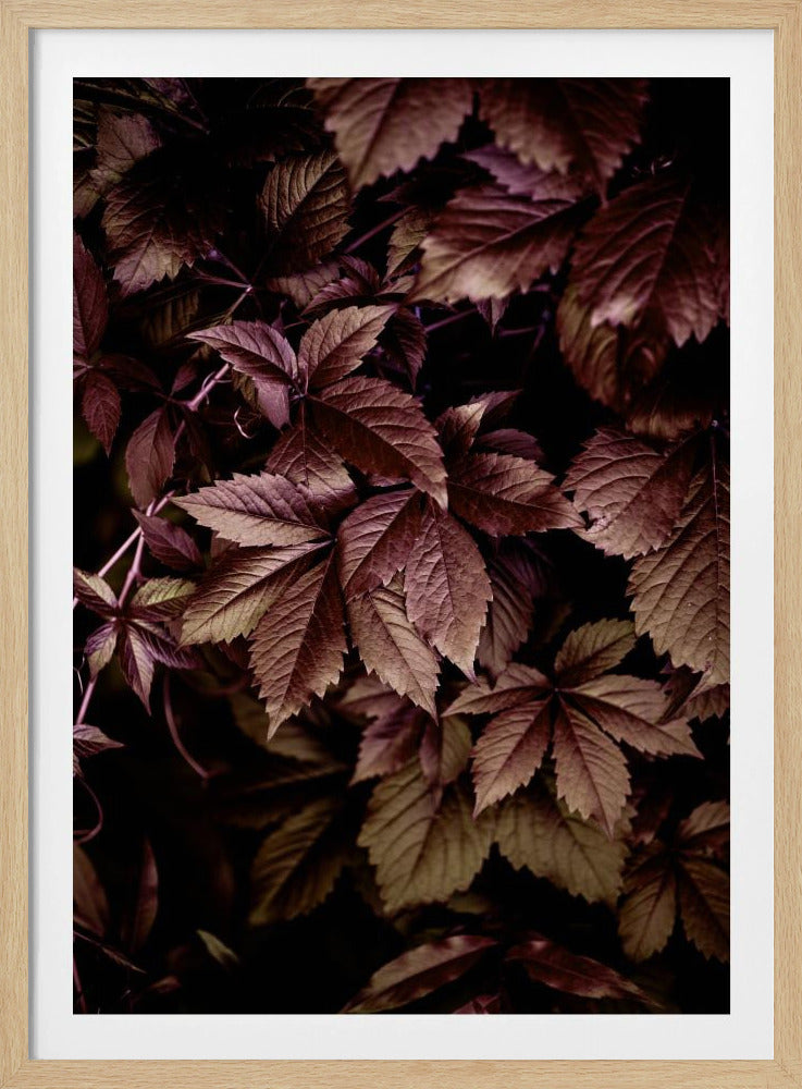 Autumn Leaves 13 | Poster