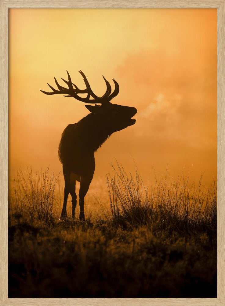 Morning call | Poster