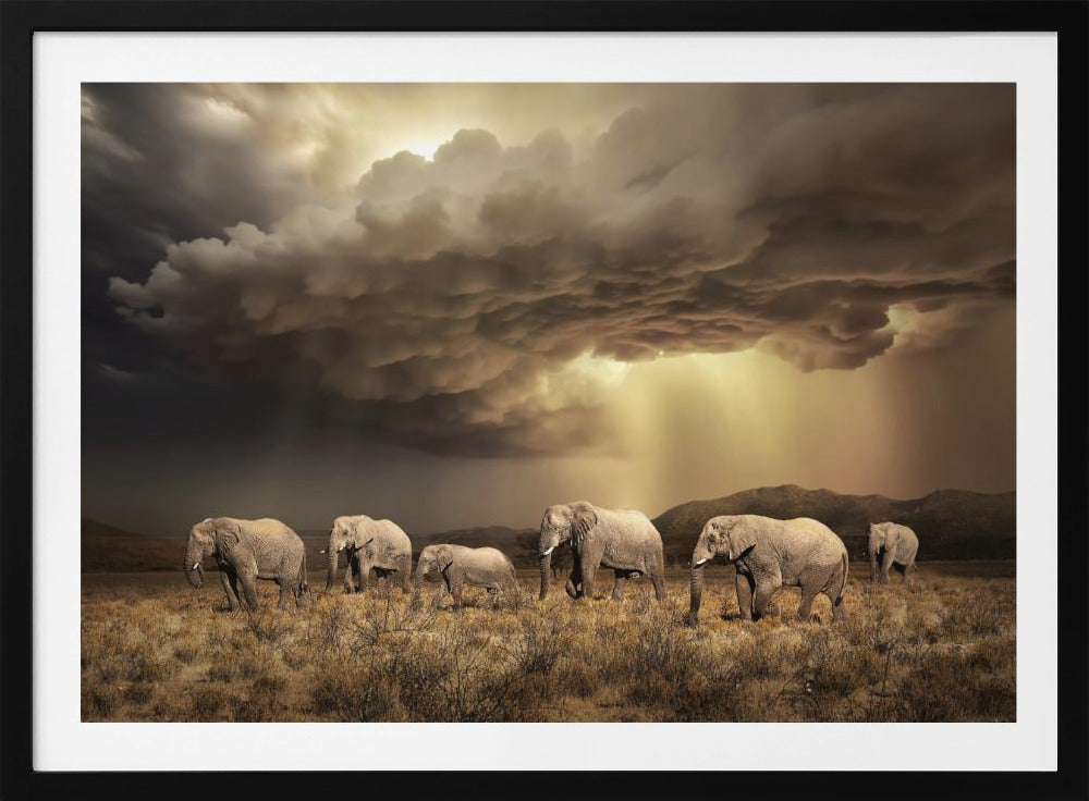 FreeElephants | Poster