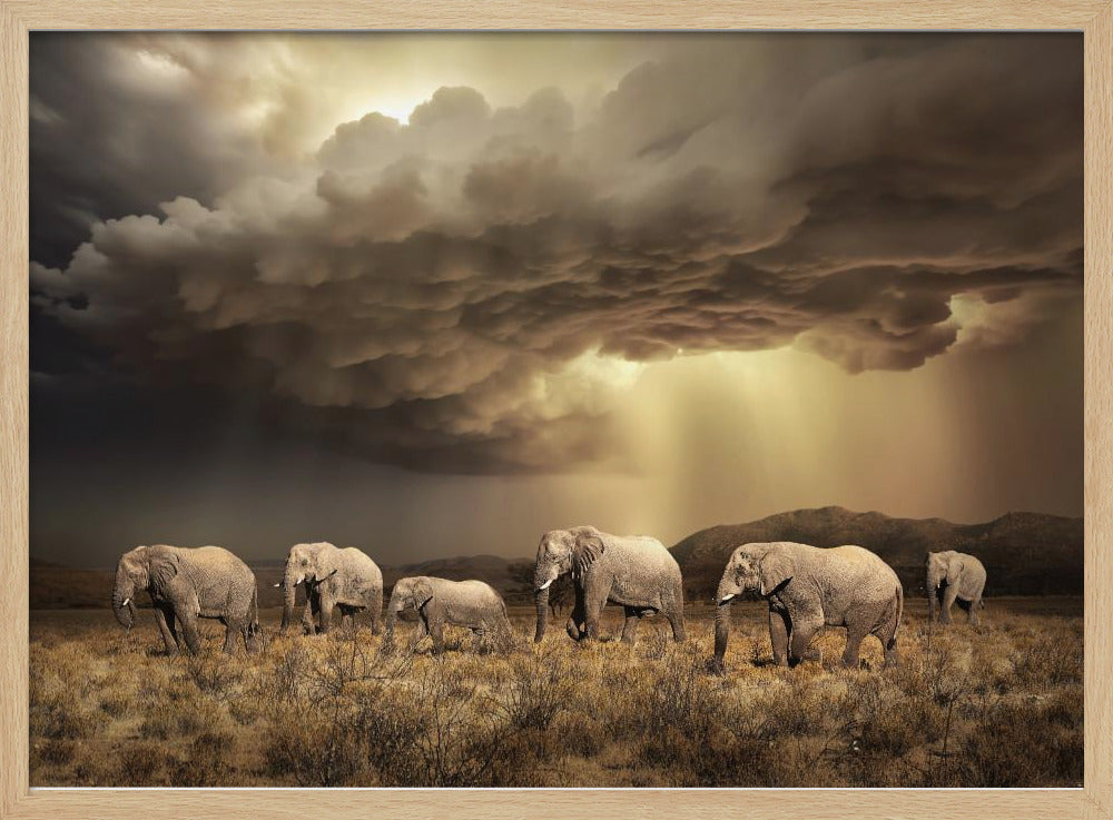 FreeElephants | Poster