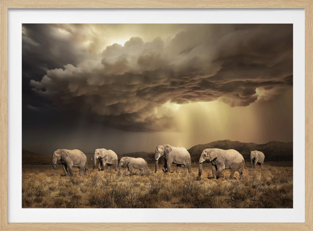 FreeElephants | Poster