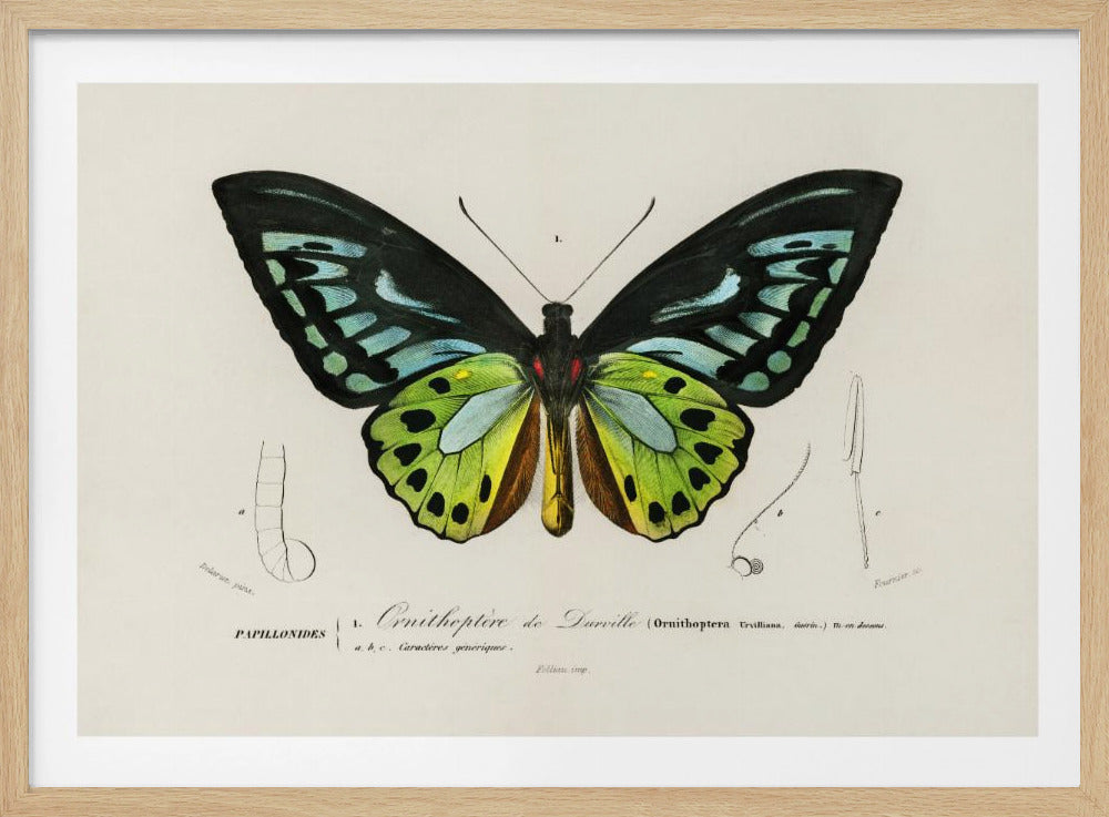 Green Birdwing Butterfly | Poster
