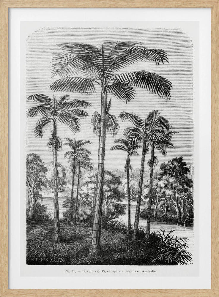 Vintage Palm Tree Drawing Ii | Poster