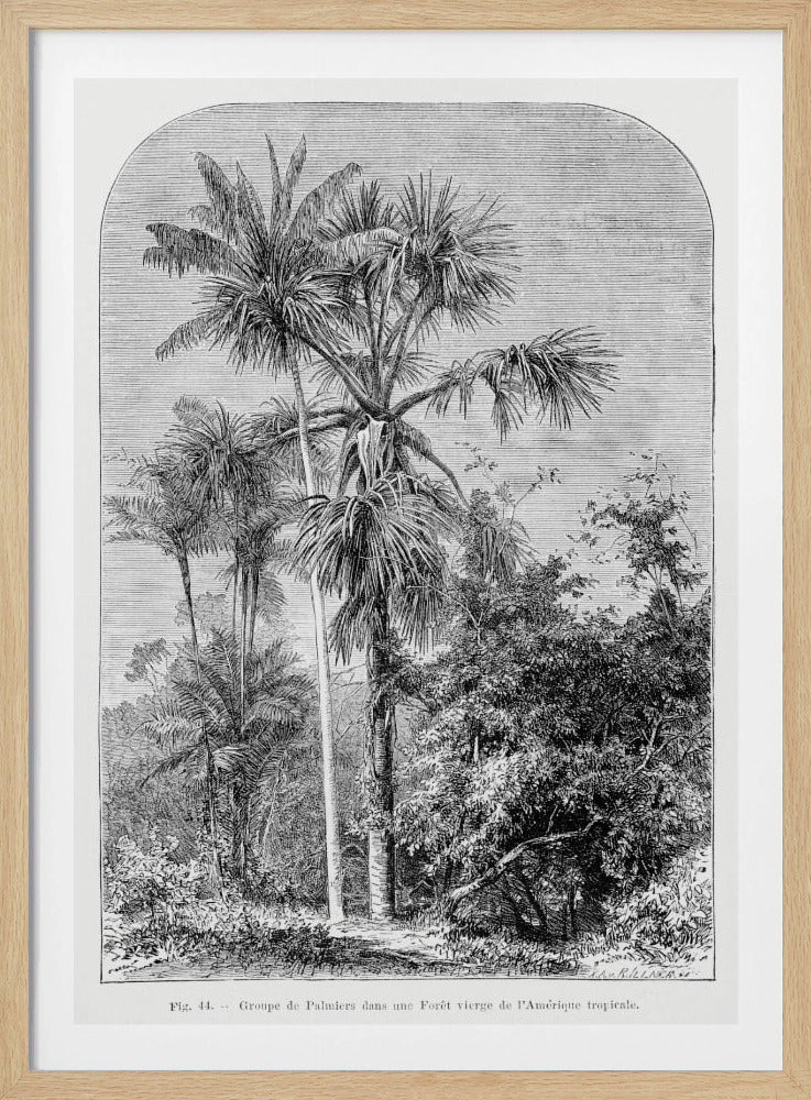 Vintage Palm Tree Drawing Iv | Poster