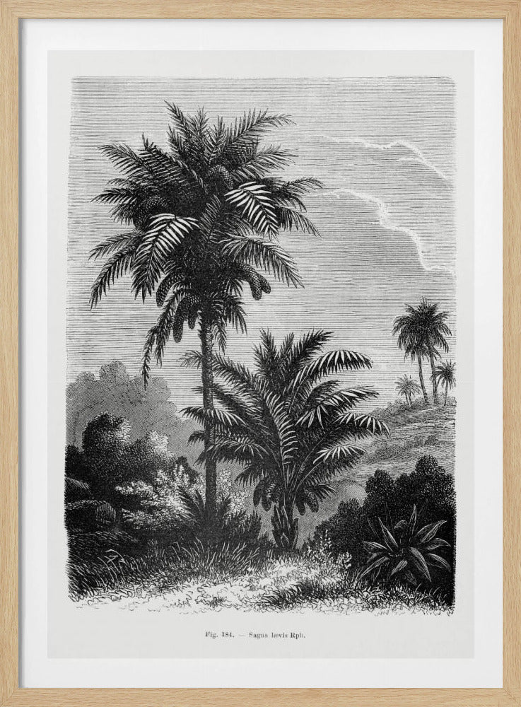 Vintage Palm Tree Drawing V | Poster