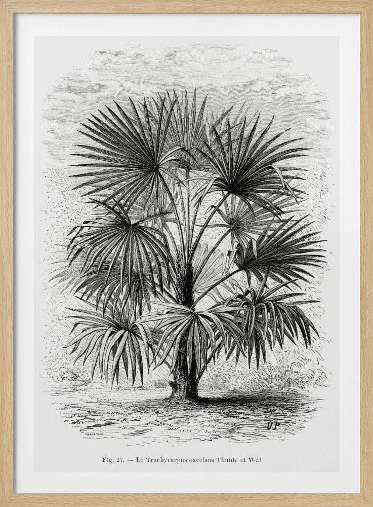 Vintage Palm Tree Drawing Xi | Poster