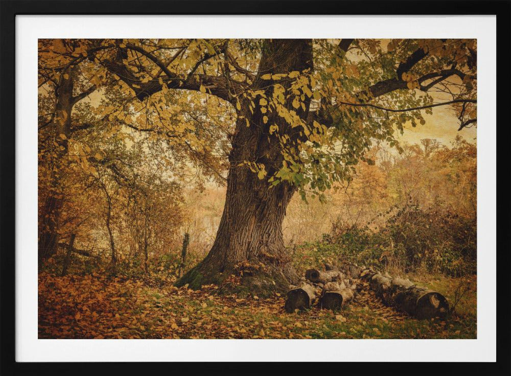 Old tree | Poster
