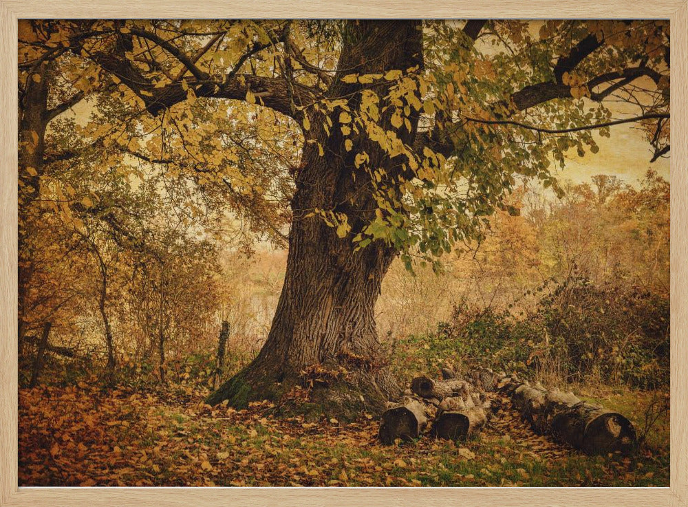 Old tree | Poster