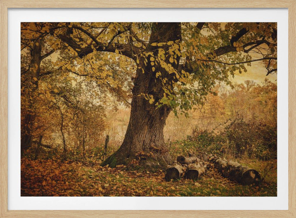 Old tree | Poster