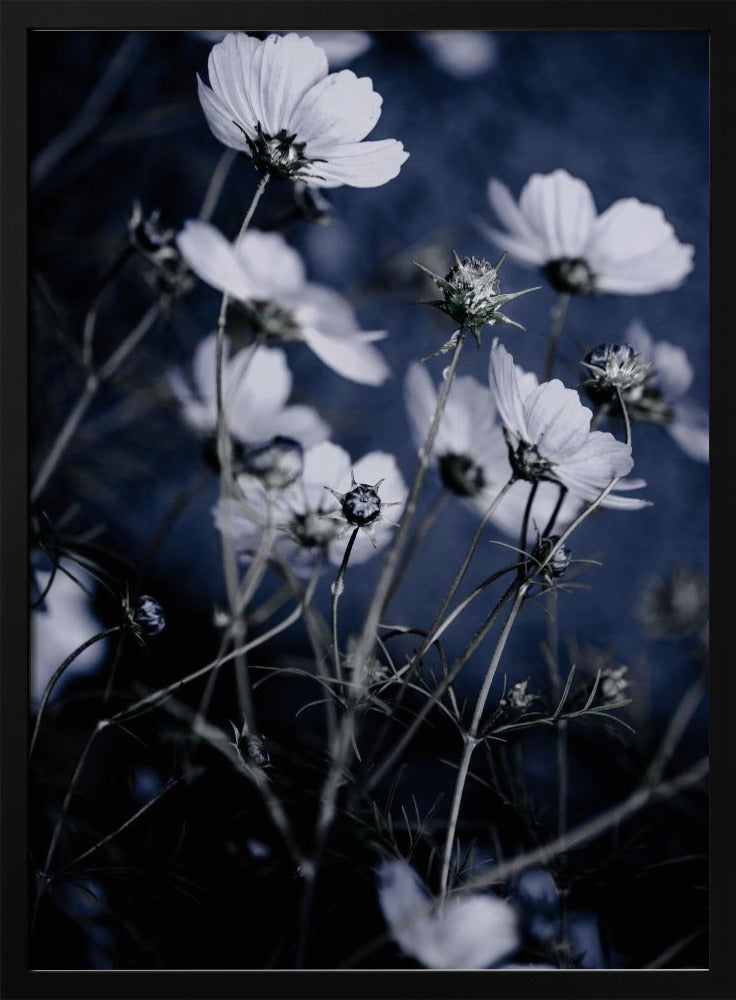Wild Flowers 10 | Poster