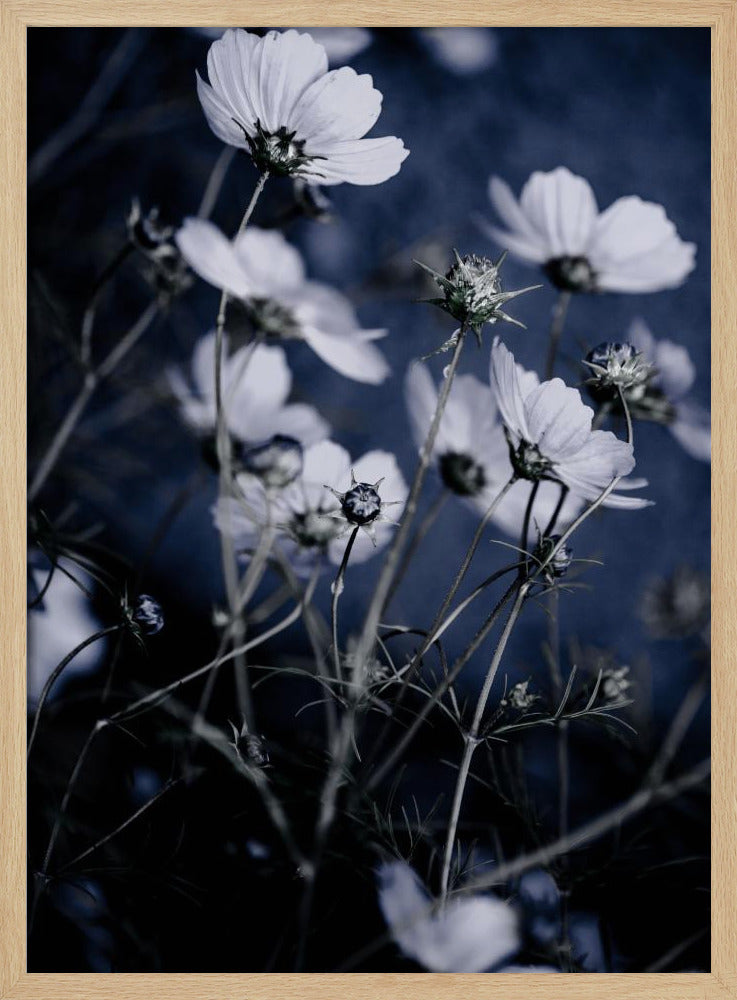 Wild Flowers 10 | Poster