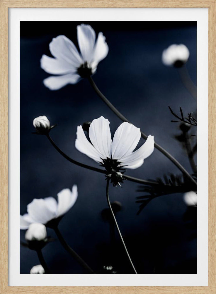 Wild Flowers 1 | Poster